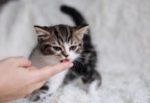 How Frequently Should You Tempt Your Kitty With Temptations Cat Treats?