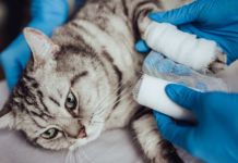 5 Major Advantages of Timely Pet Orthopedic Surgery Pet Orthopedic Surgery