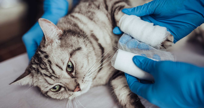 Pet Orthopedic Surgery Pet Orthopedic Surgery