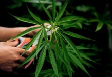 Legal Considerations Surrounding Cannabis Use Cannabis